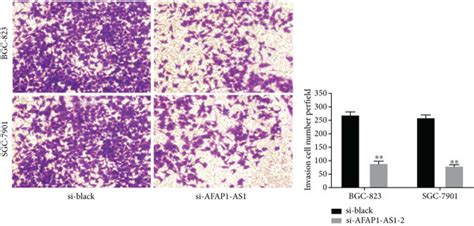 Afap1 As1 Knockdown Suppressed Gc Cell Proliferation Migration And Download Scientific