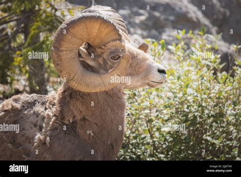 Close Up Wildlife Portrait Of A Male Rocky Mountain Bighorn Sheep Ovis