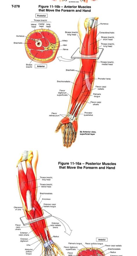 Muscles That Move The Forearm Diagram Quizlet