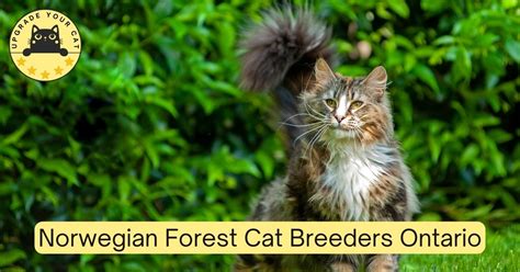 Norwegian Forest Cat Breeders Ontario | Kittens & Cats for Sale