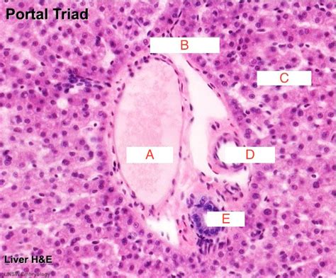 Liver Histology Diagram Quizlet