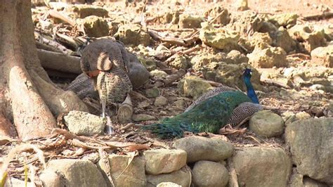 集體暴斃 孔雀全倒地 遊客嚇壞通報 壽山動物園緊急澄清