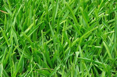 Texas Lawn Grass Types