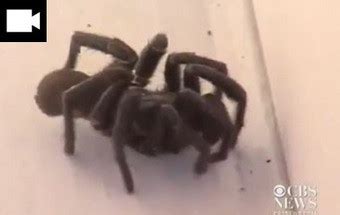 Visão VÍDEO Invasão de aranhas assusta moradores do Texas