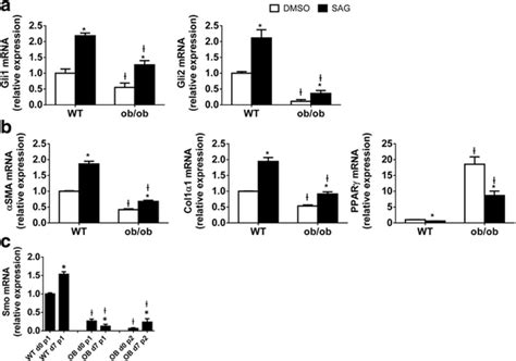 Smoothened Agonist Activates Hh Signaling And Improves Phenotype Of