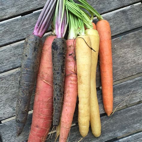 Which Came First The Purple Or The Orange Carrot Fooducate