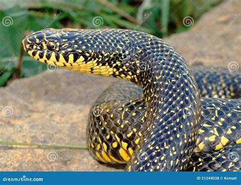 A Huge Yellow Speckled Kingsnake King Snake Stock Photo Image Of