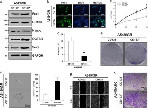 A549 Gr Cd133⁺ Cells Possessed Stemness Characteristics A Western Blot