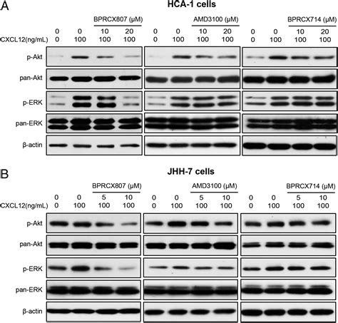 A Highly Selective And Potent Cxcr Antagonist For Hepatocellular