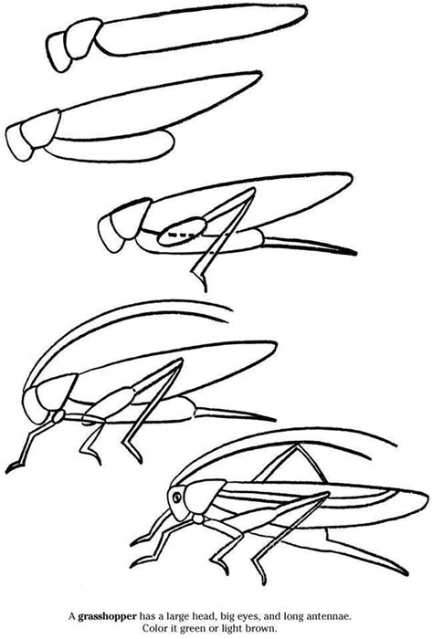 How To Draw Grasshopper Wings