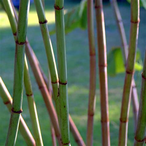 Japanese Knotweed Identification In Devon Cornwall Bristol Somerset