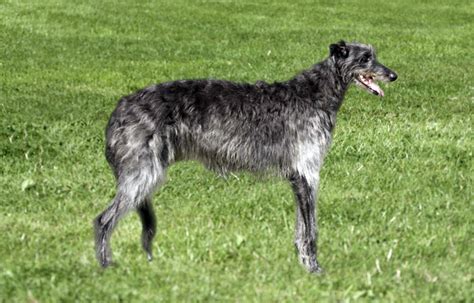 Deerhound Carattere E Informazioni Sul Levriero Scozzese A Pelo Ruvido