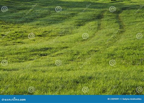 Grassland Stock Image Image Of Healthy Fresh Foliage 2309091