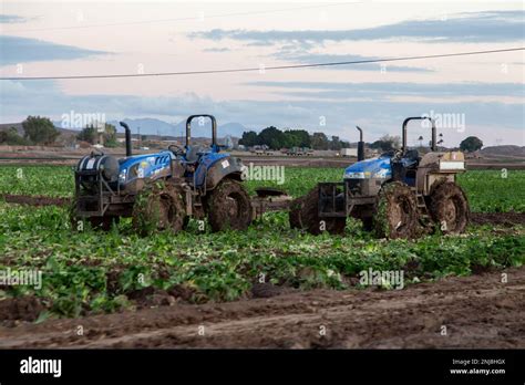 Agriculture In Yuma Az Stock Photo Alamy