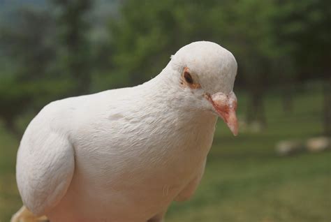 White Pigeon Free Photo Download Freeimages