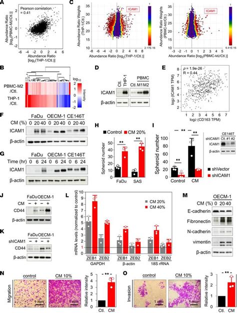 Jci Insight Macrophage Secretory Il Promotes Docetaxel Resistance