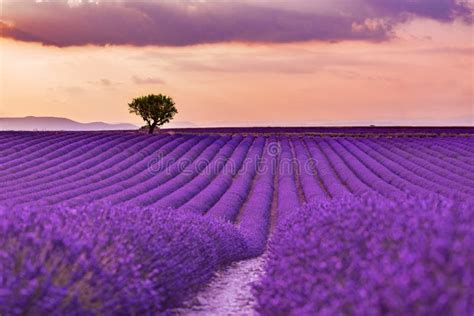 Tree In Lavender Field At Sunset In Provence France Stock Photo