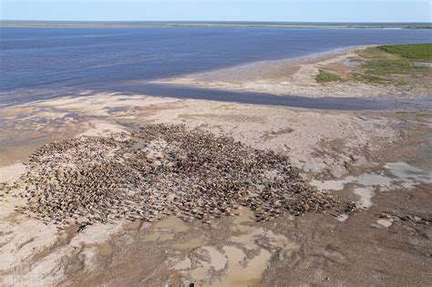 The Quest To Protect Hudson Bays Unique Coastline One Of Canadas