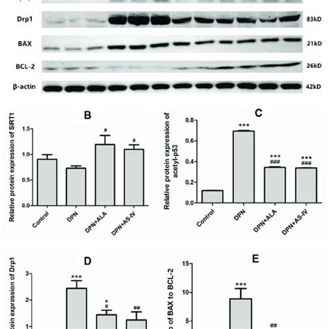 Western Blot Analysis Of Sirt1 Acetyl P53 Drp1 Bax Bcl 2 Notes