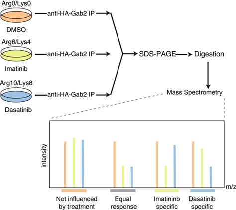 Quantitative Proteomics Workflow Differentially Silac Labeled K562