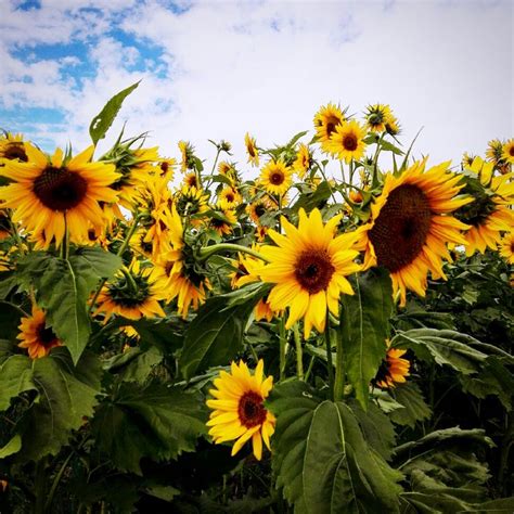 Girasoles Fotograf A Micb