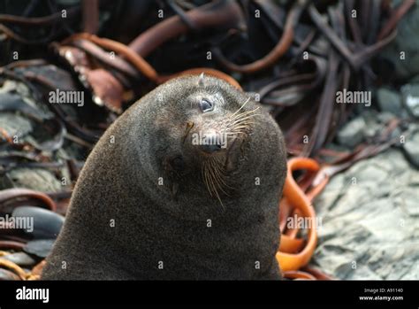 New Zealand Fur Seal Stock Photo - Alamy