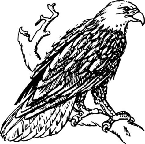 Bald Eagle Perched On A Branch Download Free Vector Clipart Best