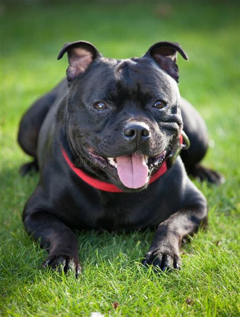 Close Up Portrait Of Black Staffordshire Bull Terrier Royalty Free