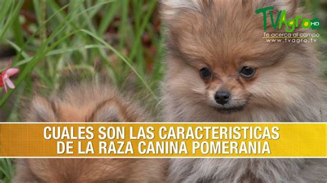 Cuales Son Las Caracteristicas De La Raza Canina Pomerania Tvagro Por