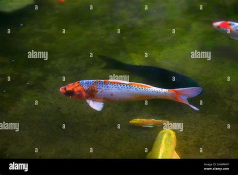 Goldfish in the pond Stock Photo - Alamy