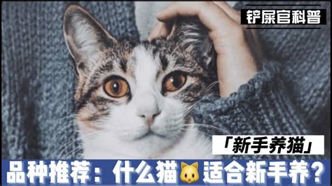 什么猫适合新手养？最适合新手养的猫咪品种 Best Cat Breeds For Beginners Youtube