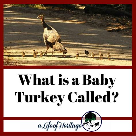 Baby Turkey The Valuable How To Info You Need To Raise Poults