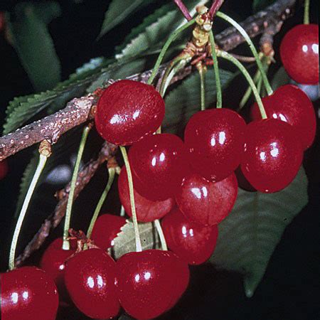 Sweetheart Cherry Trees For Sale | Trees Direct