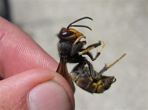 Vespa Velutina Lepeletier 1836 Biodiversidade