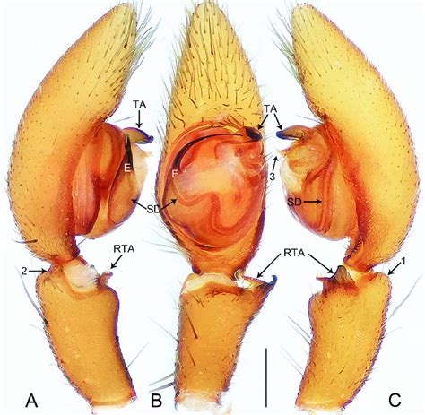 Oedignatha Dian Sp Nov Holotype Male A C Palp A Prolateral View