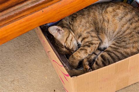 9 DIY Cardboard Box Cat Bed Plans You Can Make Today Vet Approved