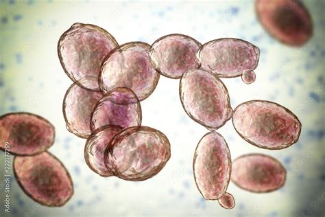 Saccharomyces Cerevisiae Yeast 3D Illustration Microscopic Fungi