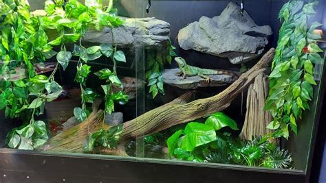 How To Build A Reptile Terrarium