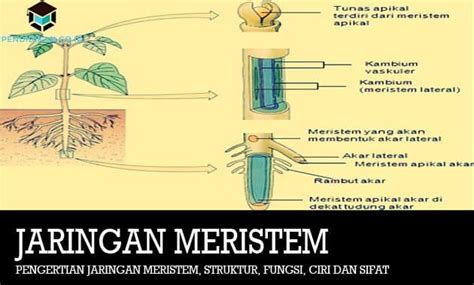 Jenis Jenis Jaringan Meristem Brain