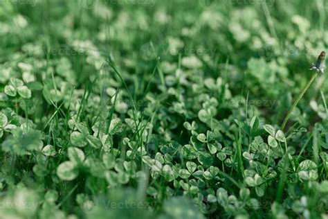 Fresh Green Leaves Of Clover Grass And Micro Clover For Lawn In The Rays Of Summer Sunlight