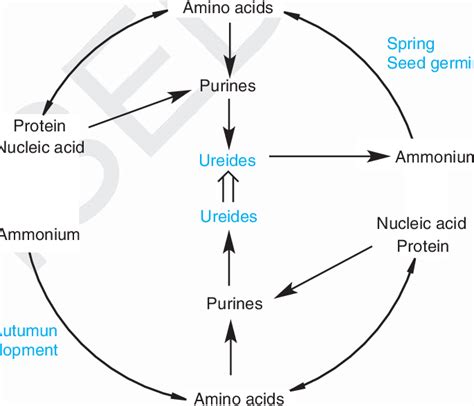 Ureide Cycle In Ureide Accumulating Plants Activity Of The