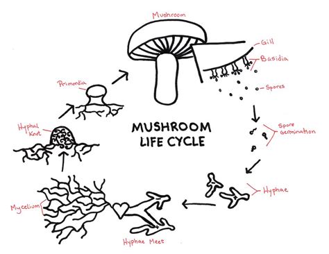 Understanding Fungi 菇菌圓 The Mushroom Initiative