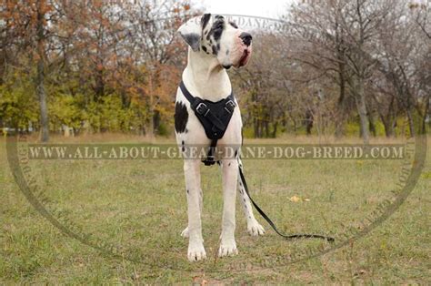 Get Classic Leather Dog Harness for Great Dane Attack Training/Walking