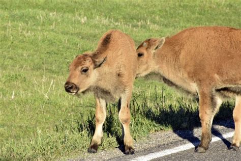 Move Over Grizzlies And Wolves Yellowstone Visitors Hope To Catch A