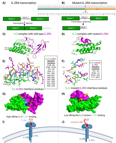 In Silico Analysis Of Il2 Il2ra And Mutant Il2ra A B Showing The