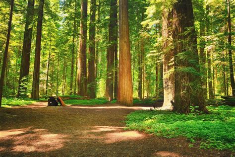 Scenic Road Trip San Francisco to Redwood National & State Parks Story | Family Road Trip