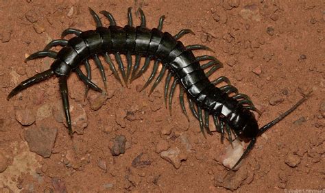 African Giant Millipede