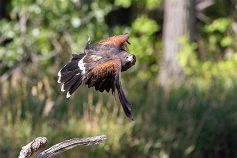 Harriss Hawk Takes Flight Photograph By Tony Hake Fine Art America