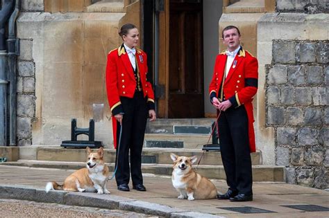 英女王臨終前 2柯基犬陪伴在旁 國際 自由時報電子報