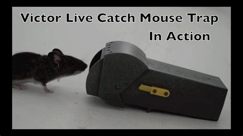 Victor Live Catch Mouse Trap In Action Full Review Not Good Youtube